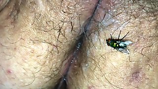 Fly Lands on Pussy and Hangs out and Fatty Doesn't Know it